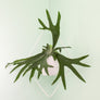 Fernie - Plant Stands - By plantwares™