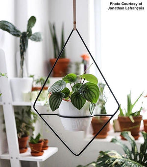 Fernie - Plant Stands - By plantwares™